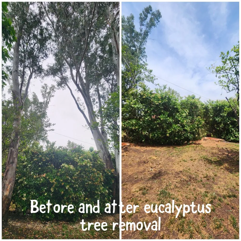 Expert lawn care service for homes in Santa Clarita, CA by TSL Tree Service & Landscaping