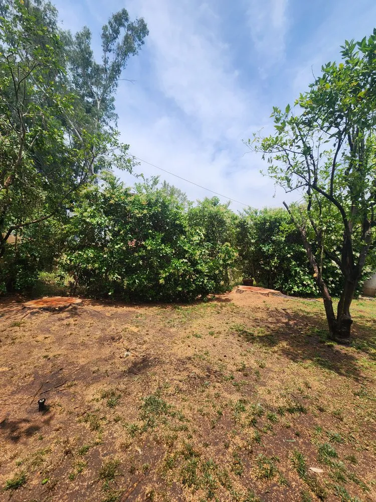 Professional yard maintenance in Santa Clarita, CA by TSL Tree Service & Landscaping