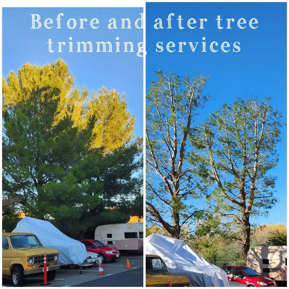 Trusted yard maintenance experts serving Santa Clarita, CA - TSL Tree Service & Landscaping