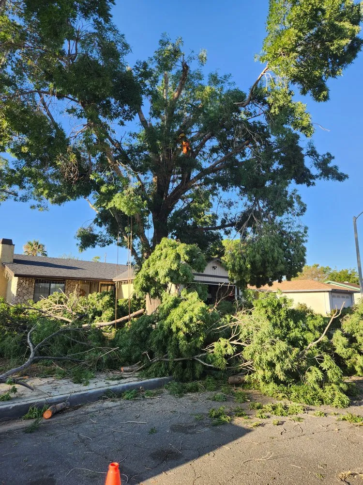 Reliable yard maintenance in Santa Clarita, CA - TSL Tree Service & Landscaping