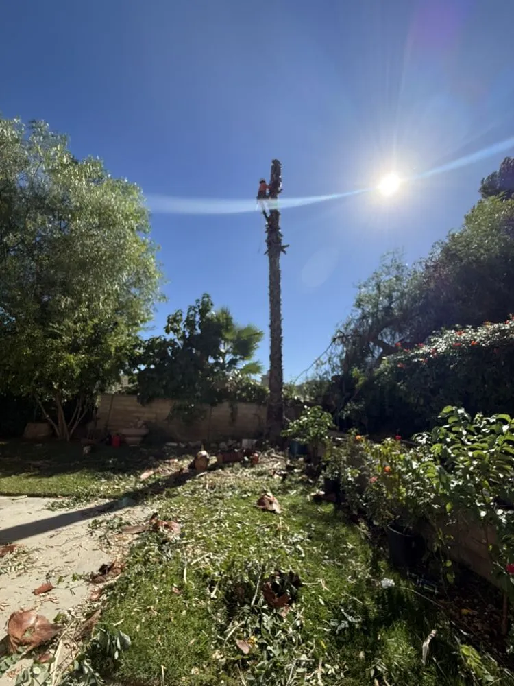 Affordable landscape design experts serving Santa Clarita, CA - TSL Tree Service & Landscaping