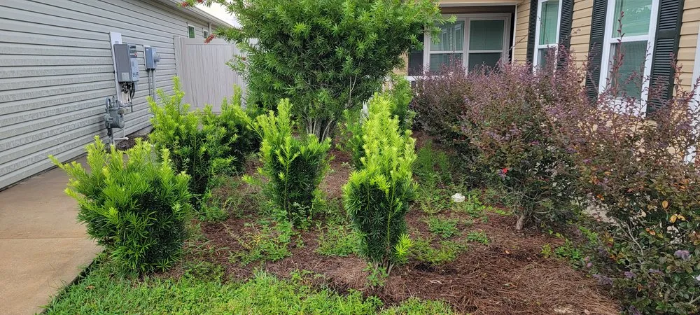 Professional yard maintenance in Summerfield, FL - TSR Landscaping & Lawn Care