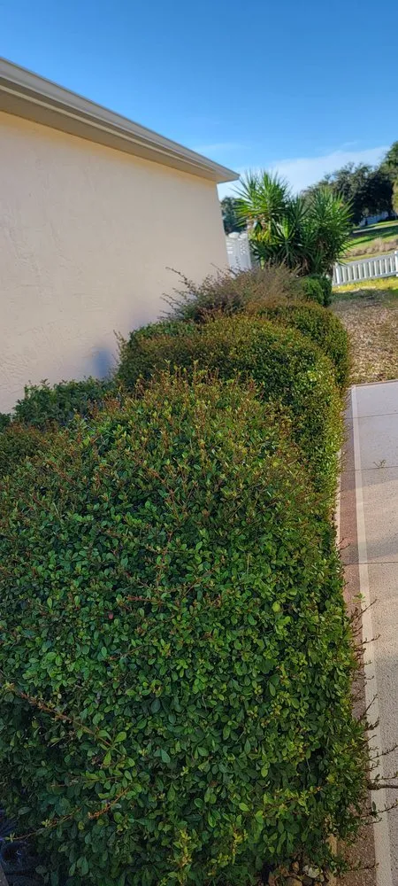 Custom yard cleanup service experts serving Summerfield, FL - TSR Landscaping & Lawn Care