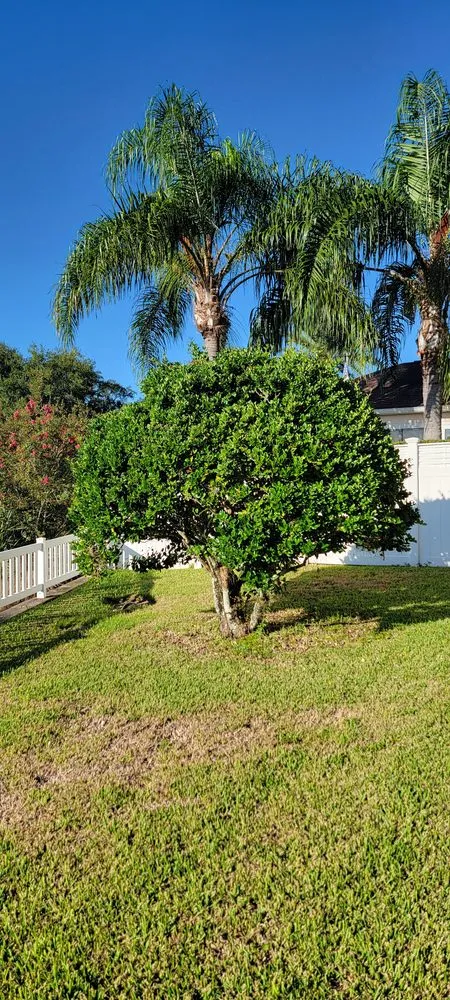 Local lawn care service with custom design across Summerfield, FL - TSR Landscaping & Lawn Care