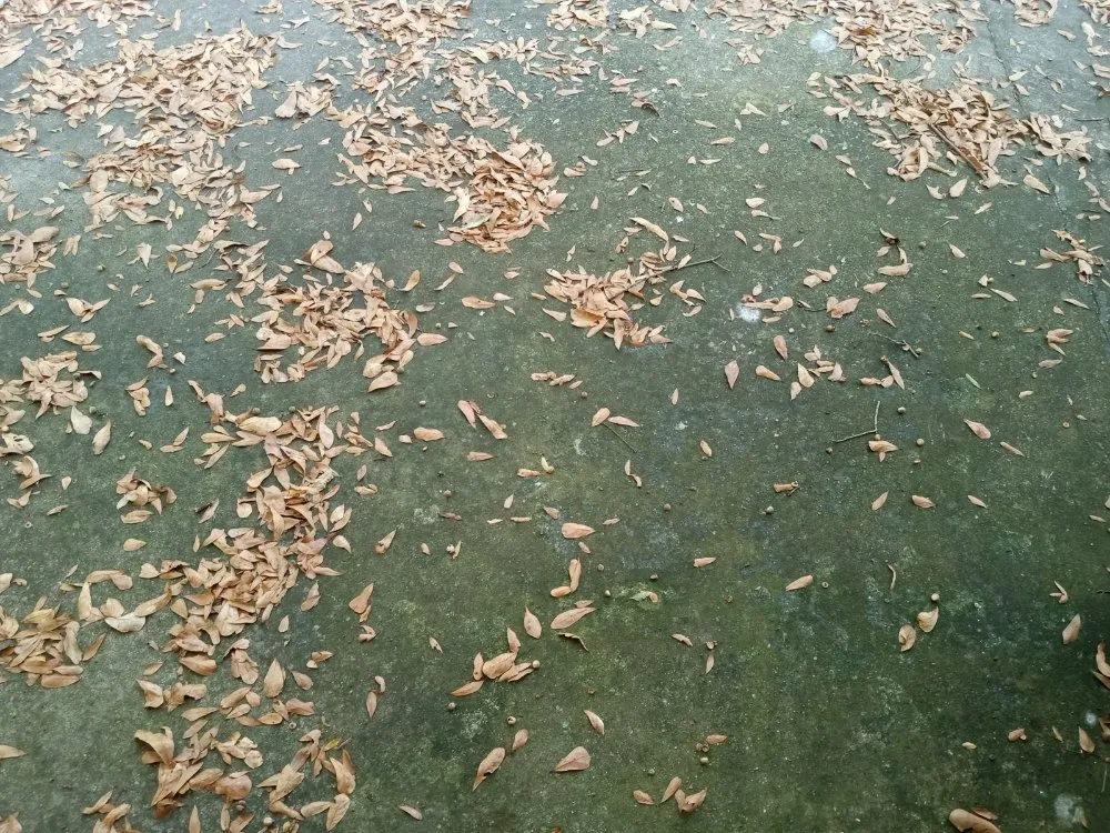 Local lawn care service for residential properties across Hartselle, AL - T&T Brothers