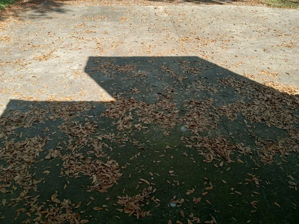 Affordable yard cleanup service in Hartselle, AL by T&T Brothers