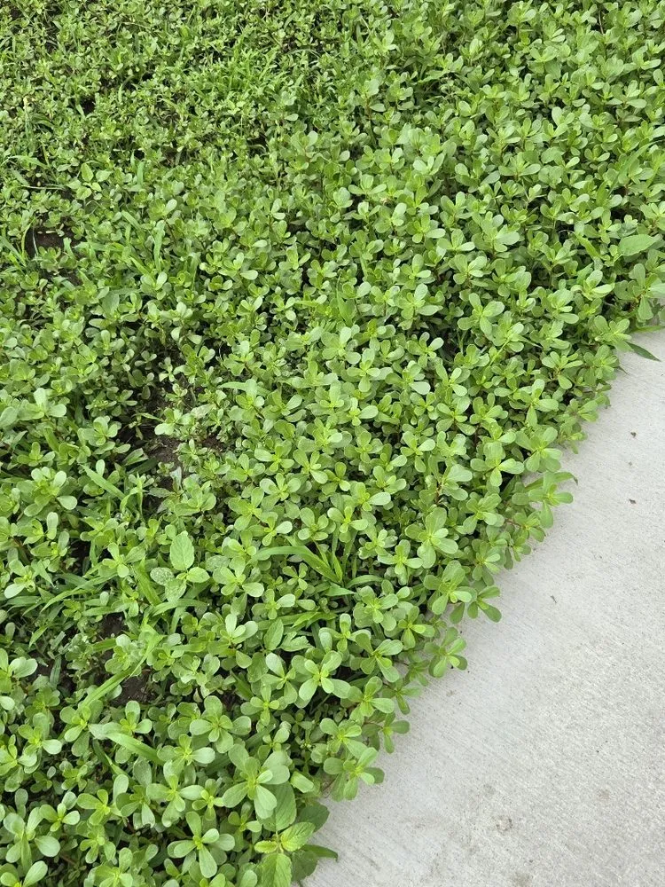 Trusted yard maintenance experts serving Sterling, IL - T&T Concrete & Landscape