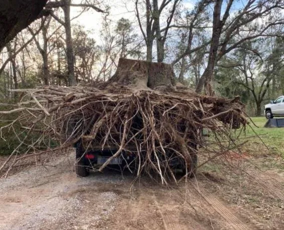 Top-rated lawn mowing service in Grand Saline, TX by T&T Land Services