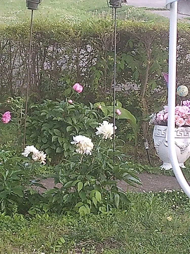 Local landscaping services near you in Milan, TN by TT Tree and Lawn Service