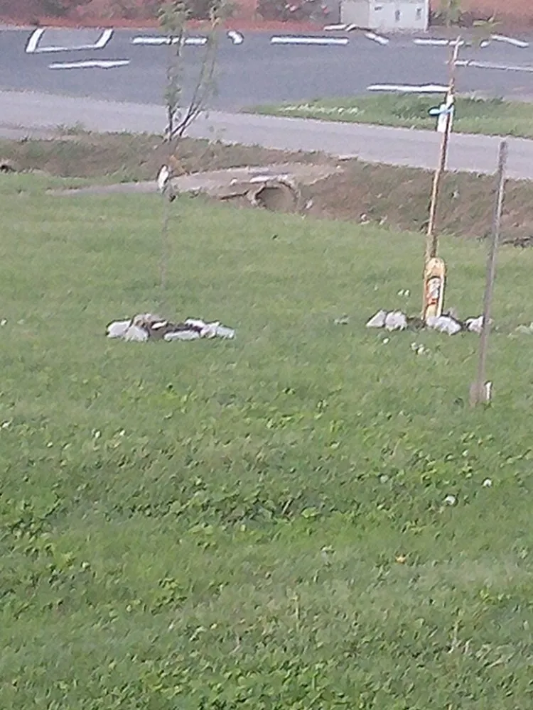 Expert landscape design for beautiful yards across Milan, TN - TT Tree and Lawn Service