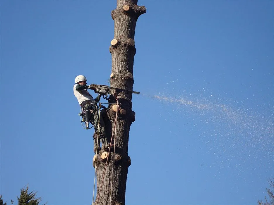 Reliable yard cleanup service in Quincy, MA by T&T Tree Service & Landscaping