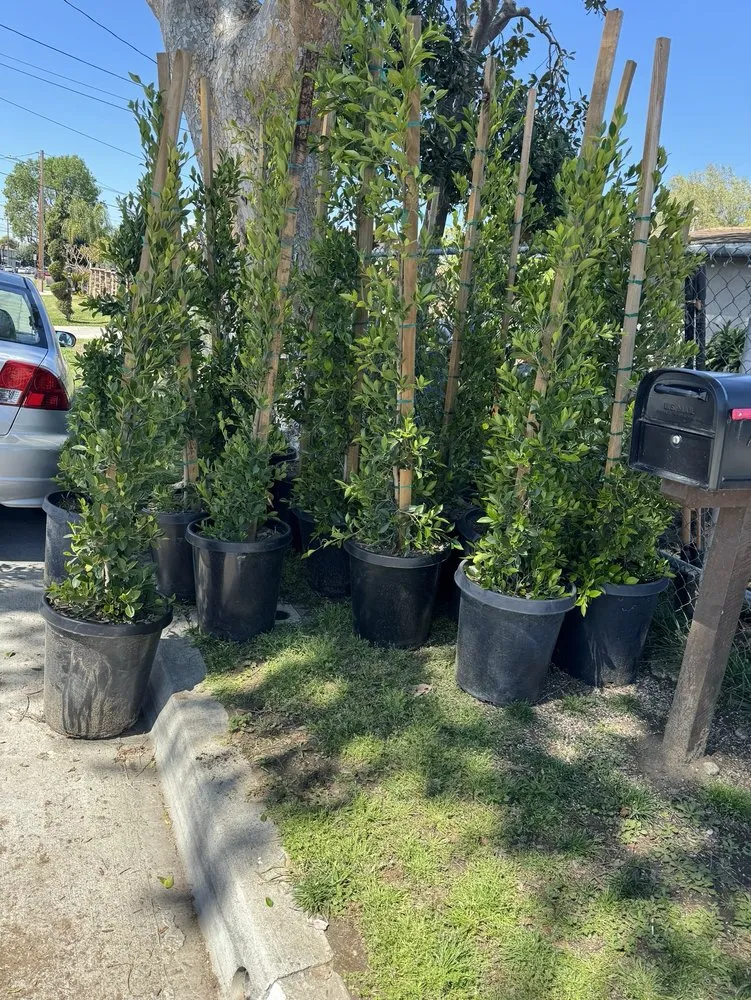 Reliable lawn mowing service for outdoor upgrades across Pomona, CA - TTG Landscaping & Irrigation