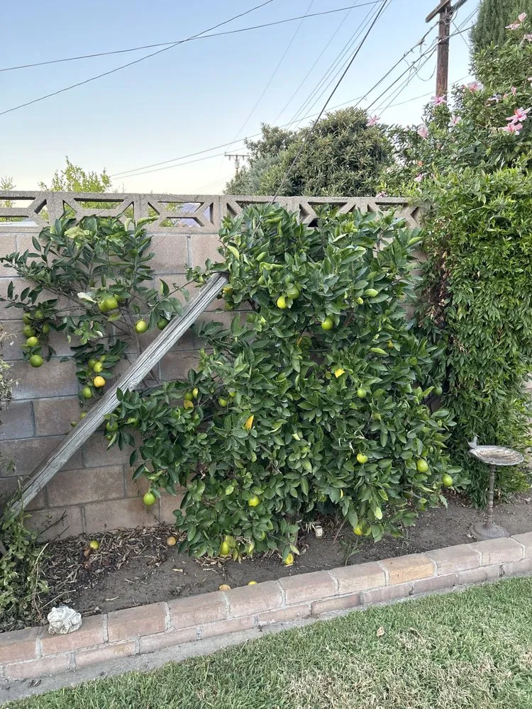 Affordable landscape design in Pomona, CA by TTG Landscaping & Irrigation