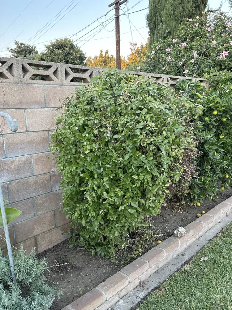 Top-rated outdoor landscaping for residential properties across Pomona, CA - TTG Landscaping & Irrigation