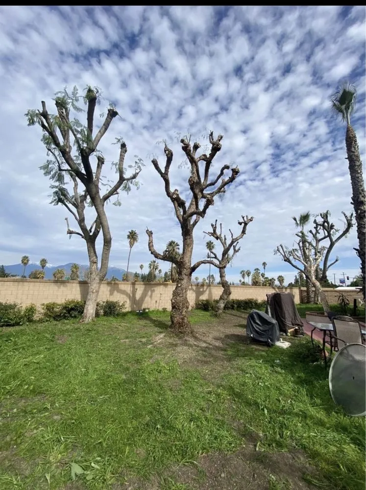 Affordable outdoor landscaping in Pomona, CA by TTG Landscaping & Irrigation