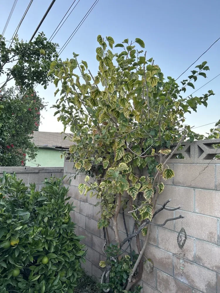 Local garden landscaping for residential properties across Pomona, CA - TTG Landscaping & Irrigation