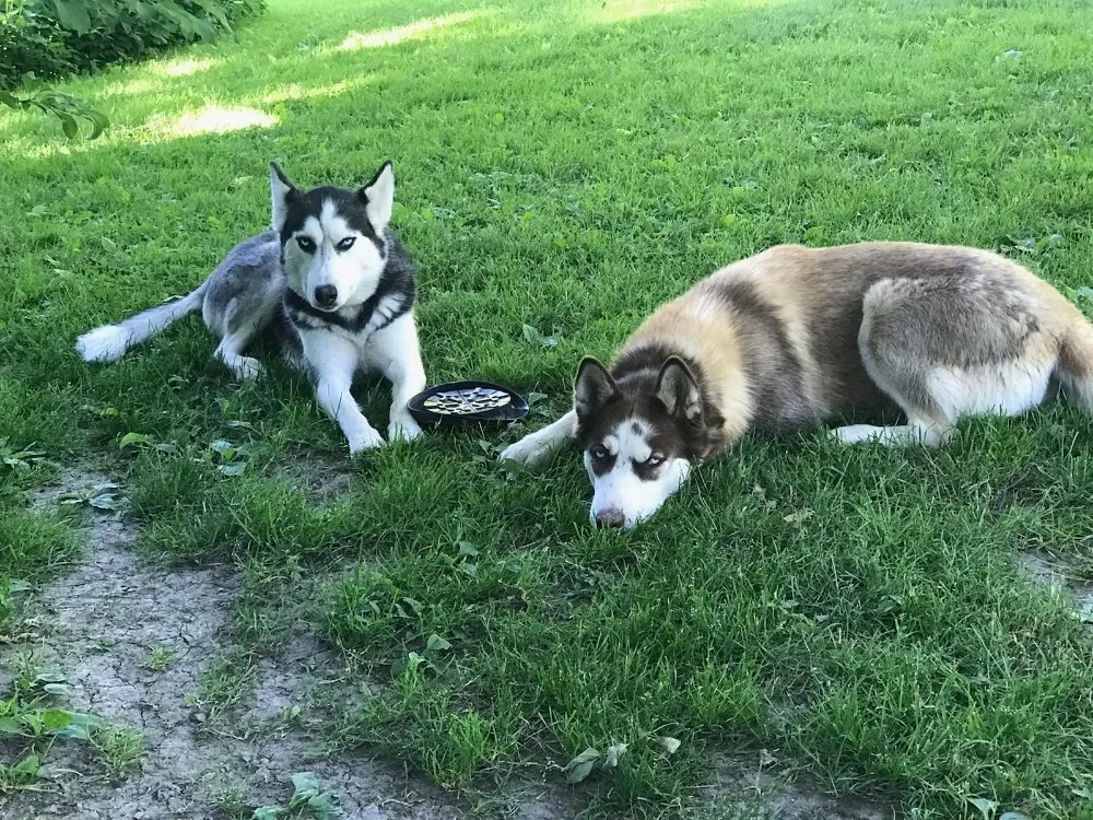 Expert landscaping services for beautiful yards in Liverpool, NY by Tti Ventures