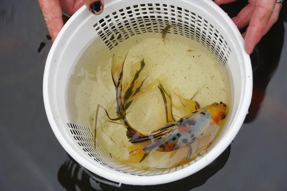 Affordable landscape design in Asheville, NC - TTP Aquatic Maintenance