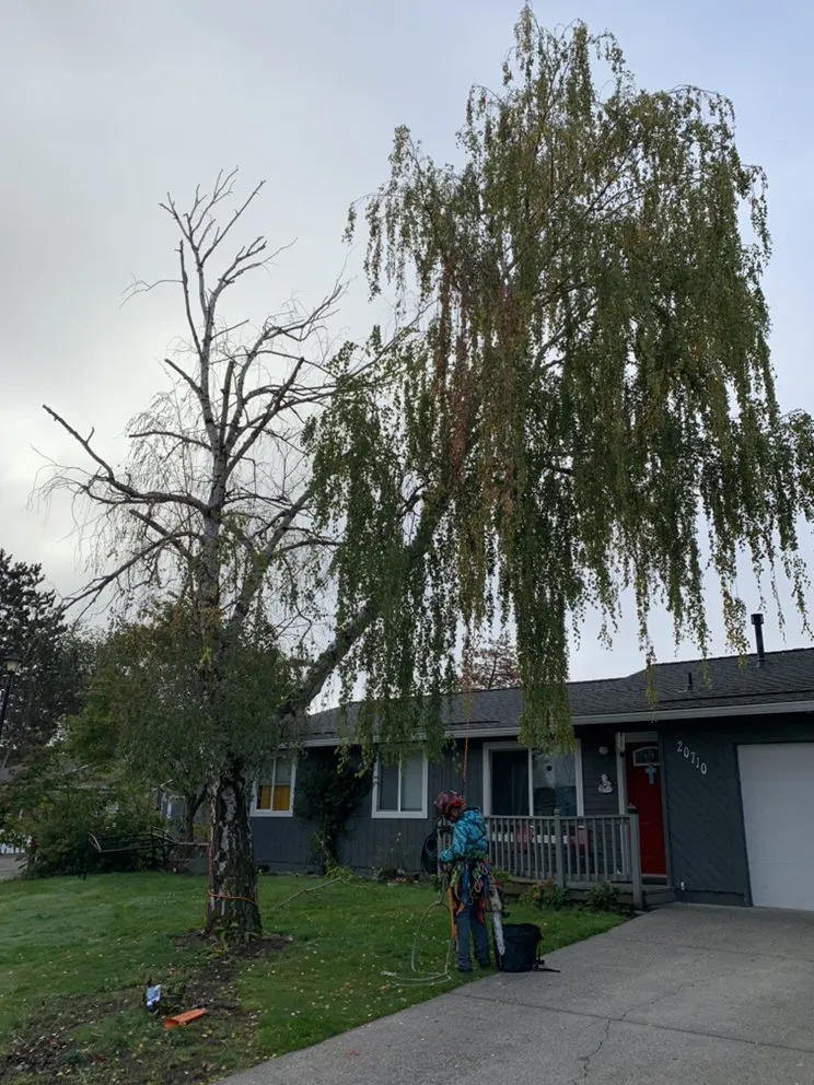 Trusted lawn mowing service for residential properties in Tualatin, OR by Tualatin Valley Tree Care