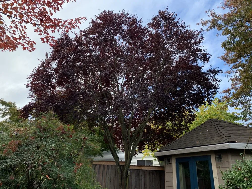 Professional garden landscaping for beautiful yards in Tualatin, OR by Tualatin Valley Tree Care
