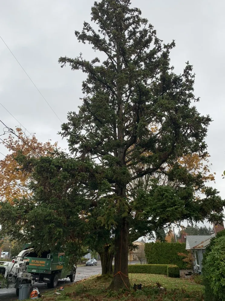 Top-rated yard maintenance in Tualatin, OR - Tualatin Valley Tree Care