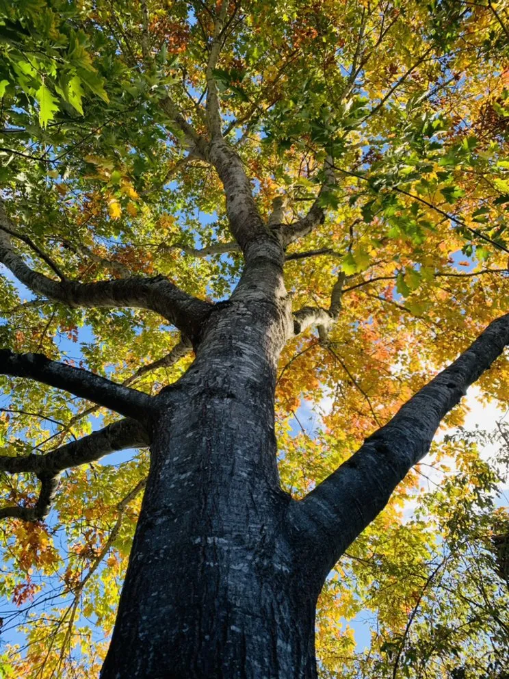 Trusted yard maintenance near you in Tualatin, OR by Tualatin Valley Tree Care