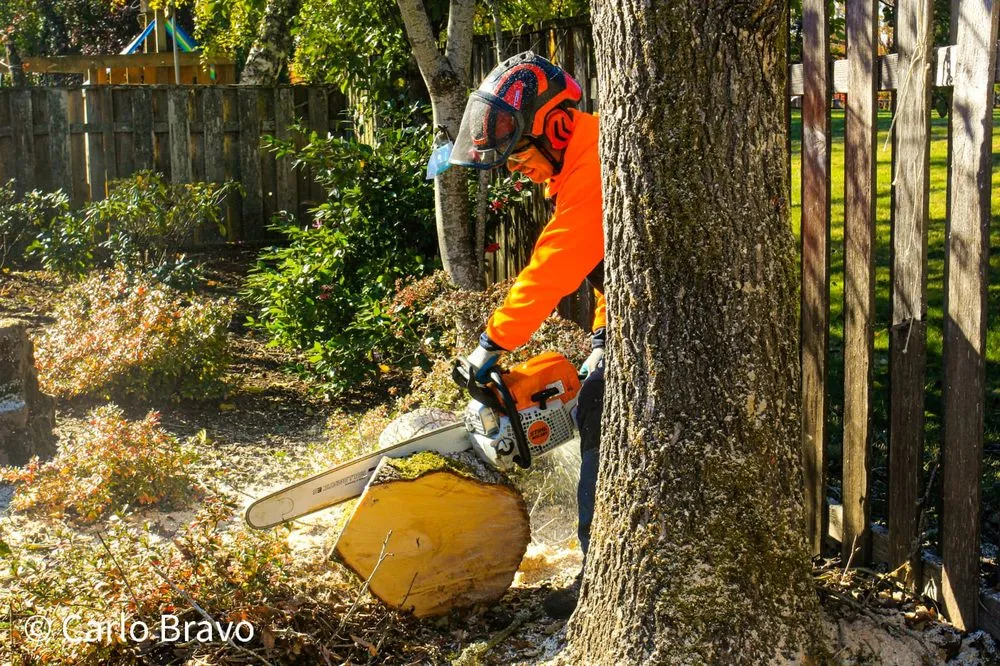 Top-rated yard cleanup service for beautiful yards across Tualatin, OR - Tualatin Valley Tree Care