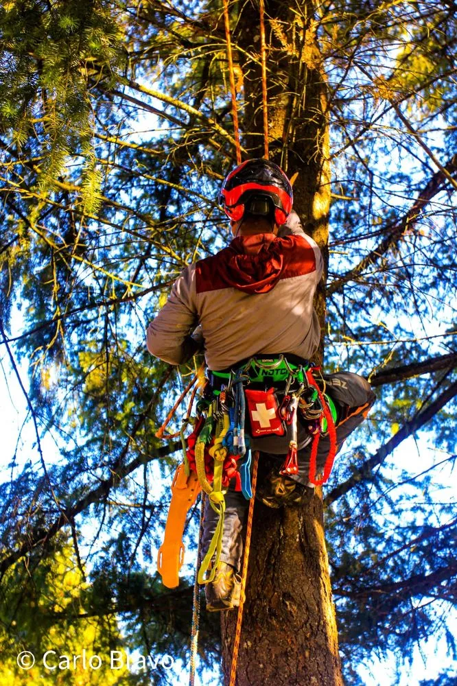 Local residential landscaping experts serving Tualatin, OR - Tualatin Valley Tree Care