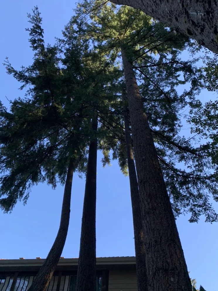 Local landscape installation in Tualatin, OR by Tualatin Valley Tree Care