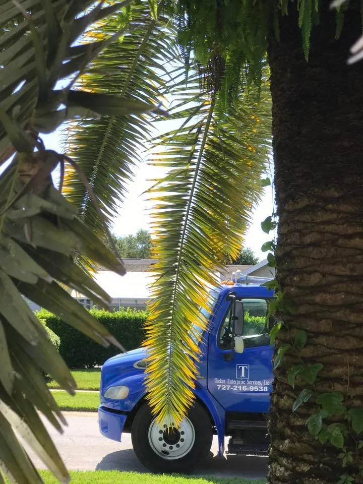 Custom lawn care service in Oldsmar, FL by Tucker Enterprise Services