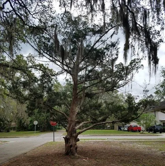 Top-rated landscape installation in Geneva, FL by Tucker Outdoors
