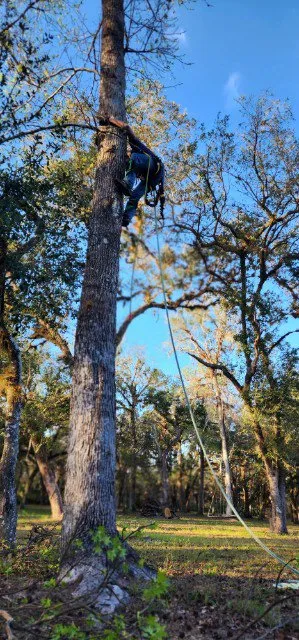 Reliable outdoor landscaping for homes in Christmas, FL by Tucker Tree & Lawn