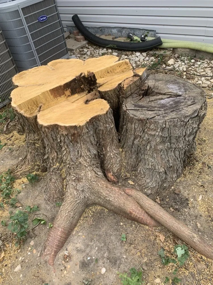 Reliable yard cleanup service in Christmas, FL - Tucker Tree & Lawn