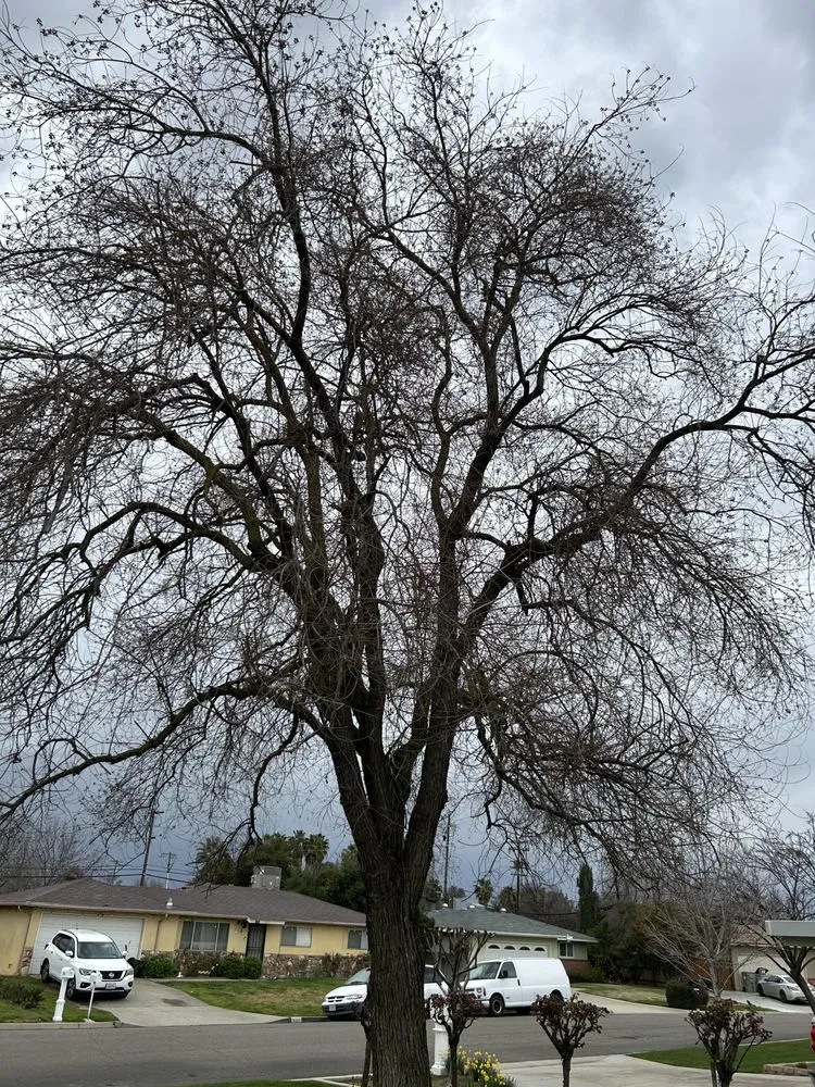 Top-rated landscaping services for outdoor upgrades in Fresno, CA by Tucker's Landscape & Tree