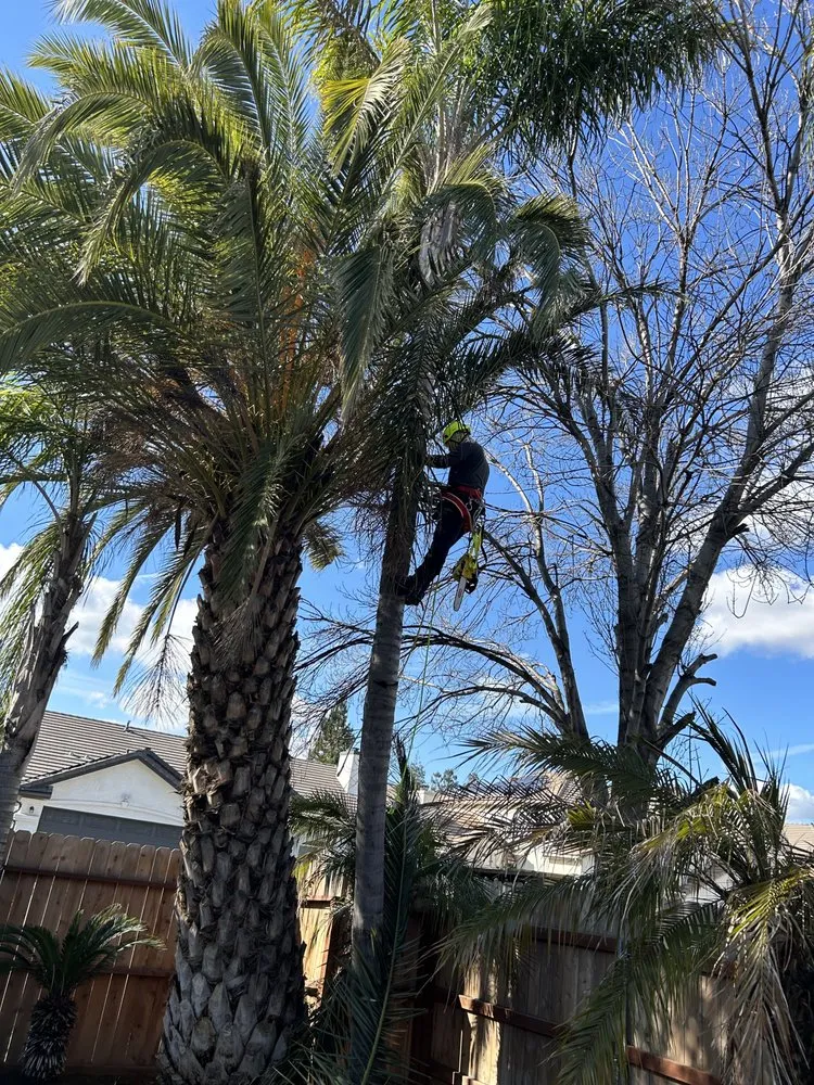 Expert landscape design in Fresno, CA - Tucker's Landscape & Tree