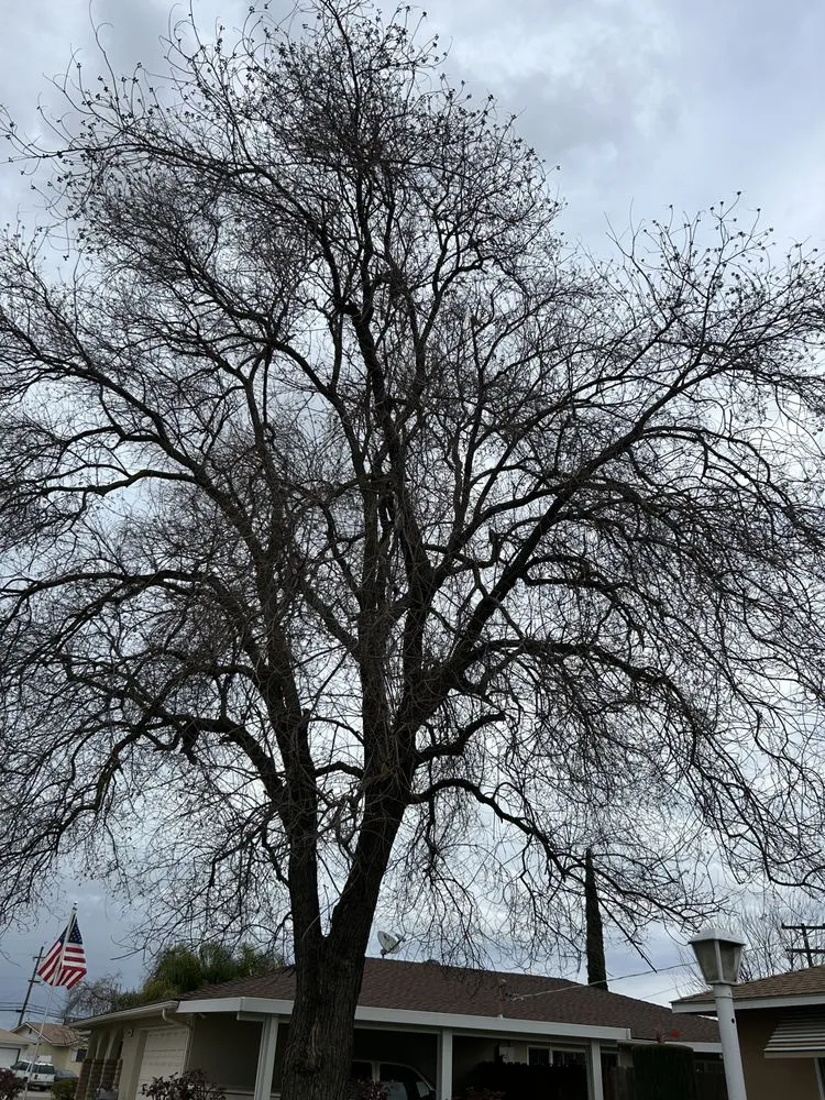 Expert lawn mowing service experts serving Fresno, CA - Tucker's Landscape & Tree