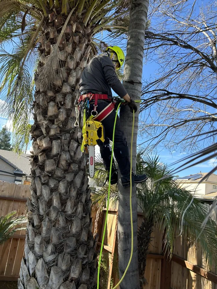 Affordable landscape installation experts serving Fresno, CA - Tucker's Landscape & Tree