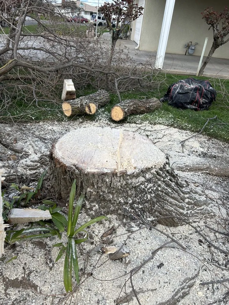 Affordable yard cleanup service in Fresno, CA - Tucker's Landscape & Tree