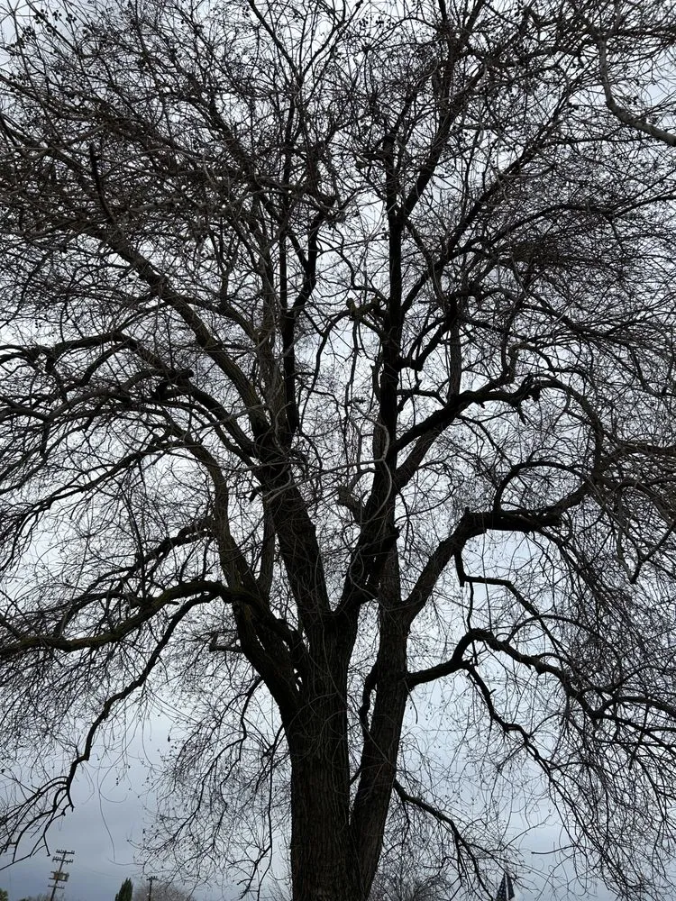 Professional yard cleanup service near you across Fresno, CA - Tucker's Landscape & Tree