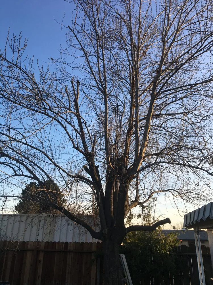 Local landscape design for homes across Fresno, CA - Tucker's Landscape & Tree