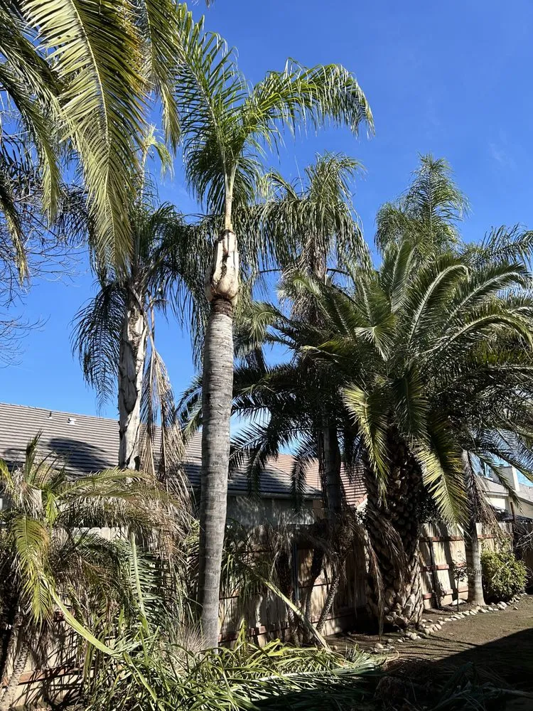 Trusted outdoor landscaping with custom design in Fresno, CA by Tucker's Landscape & Tree