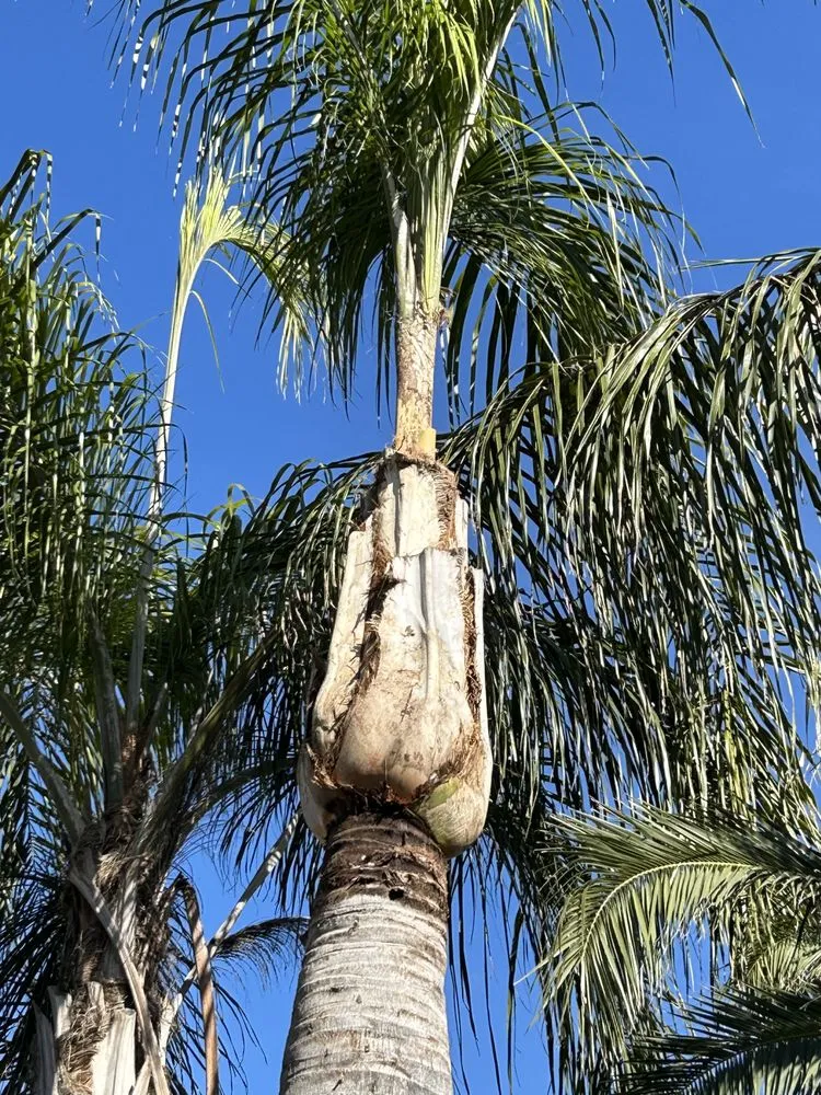 Local landscaping services in Fresno, CA by Tucker's Landscape & Tree