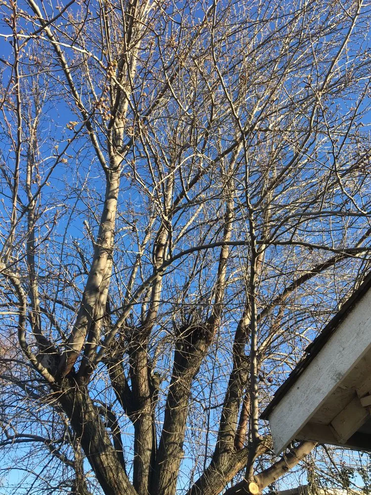 Top-rated residential landscaping near you in Fresno, CA by Tucker's Landscape & Tree