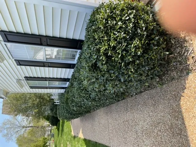 Local lawn care service in Chesterfield, VA by Tucker's Lawncare Services