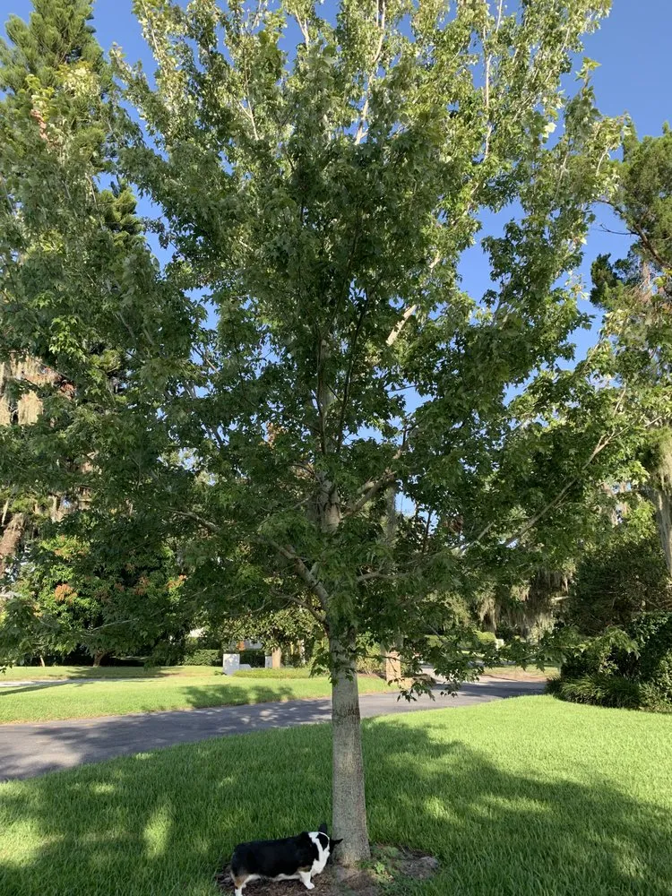 Custom garden landscaping for residential properties in Merritt Island, FL by Tuck's Tree & Landscaping