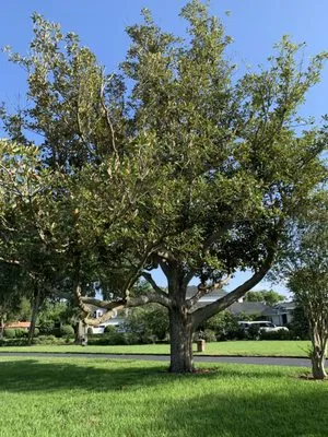 Tuck's Tree & Landscaping Logo