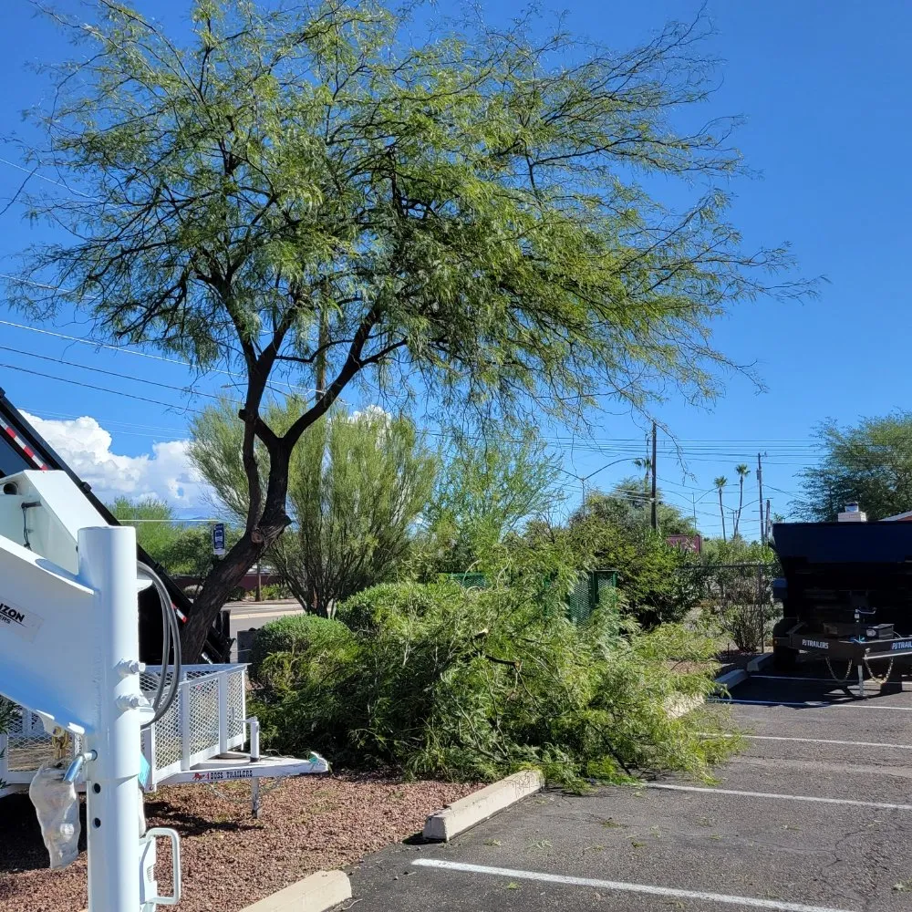 Reliable outdoor landscaping experts serving Tucson, AZ - Tucson Arborists Professional Services
