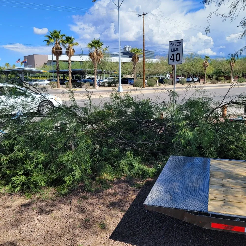 Trusted lawn care service in Tucson, AZ - Tucson Arborists Professional Services