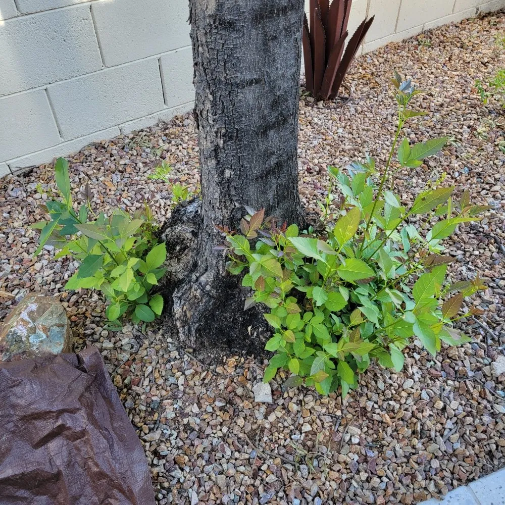 Custom landscape installation in Tucson, AZ - Tucson Arborists Professional Services