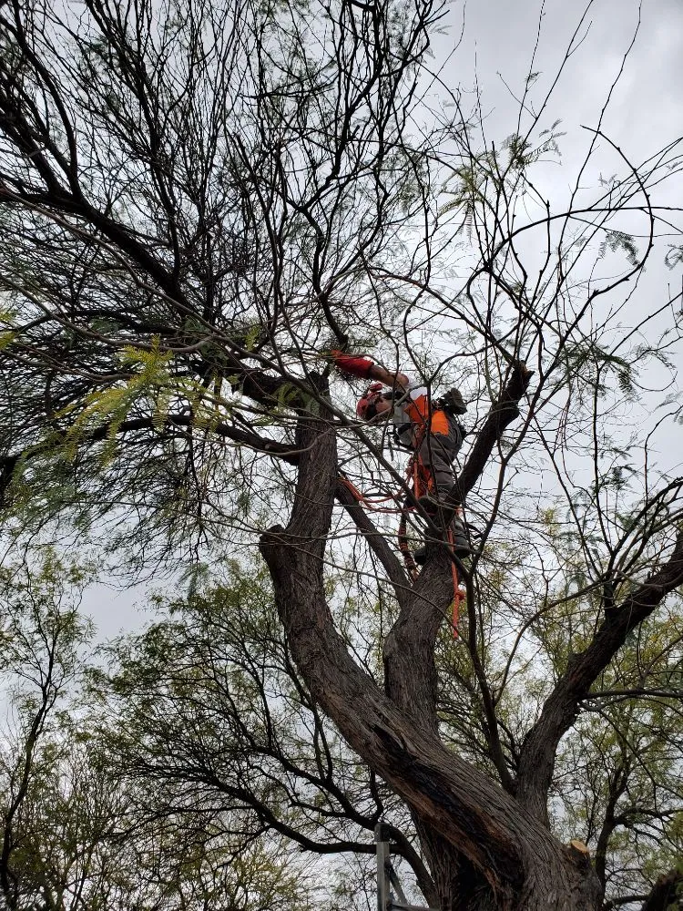 Custom residential landscaping in Tucson, AZ - Tucson Arborists Professional Services